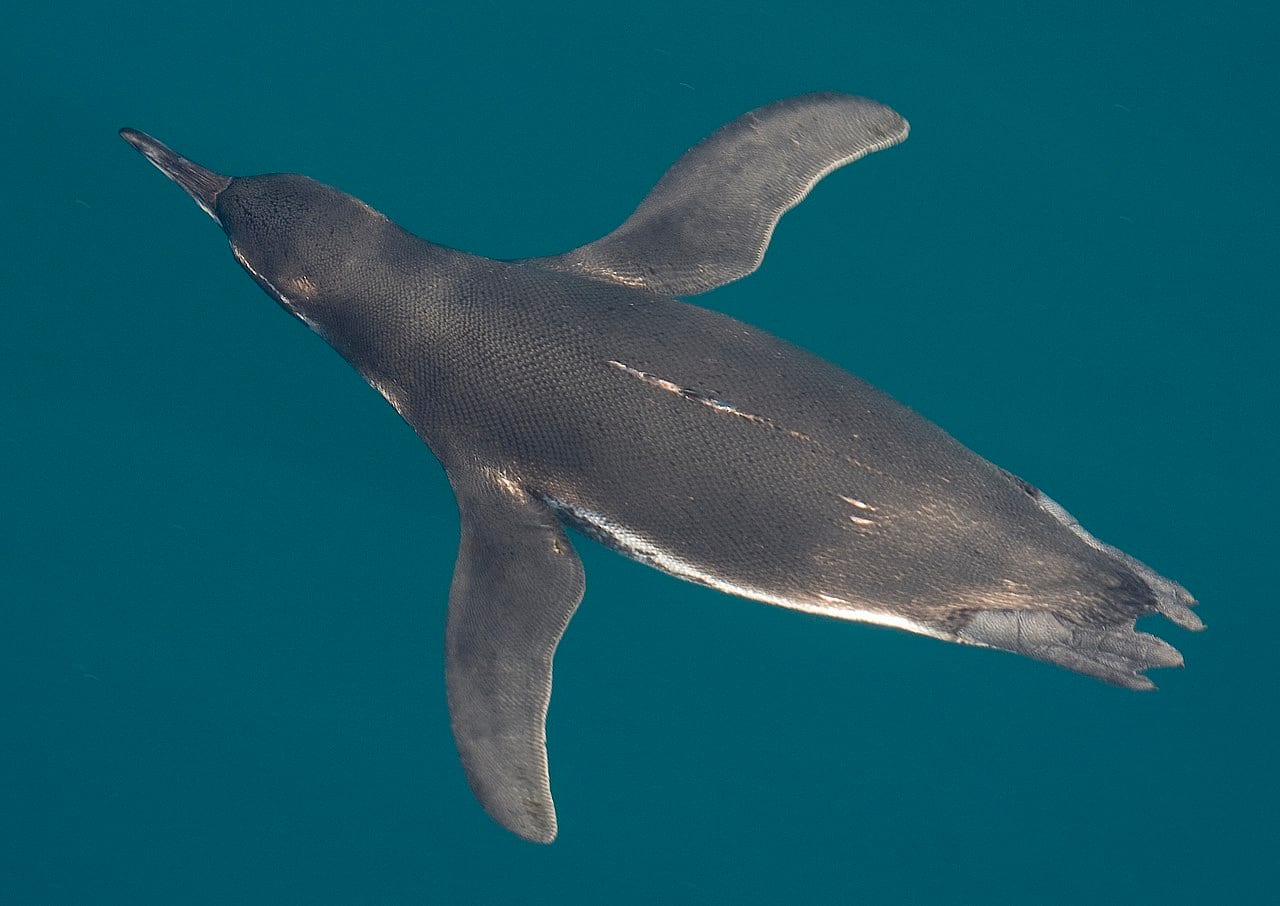 Tučňák galapážský - fotografie z Wikimedia Commons