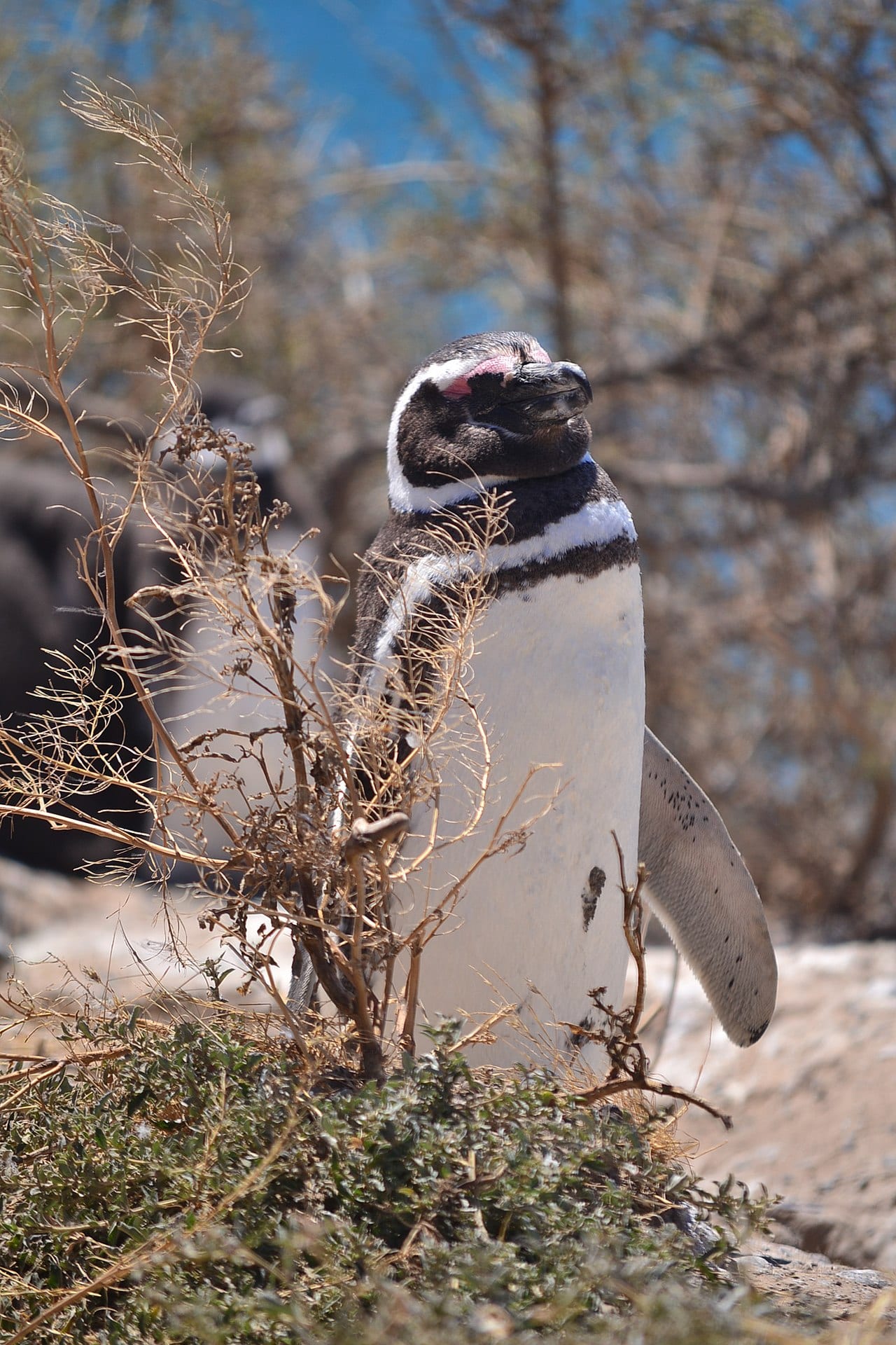Tučňák magellanský - fotografie z Wikimedia Commons
