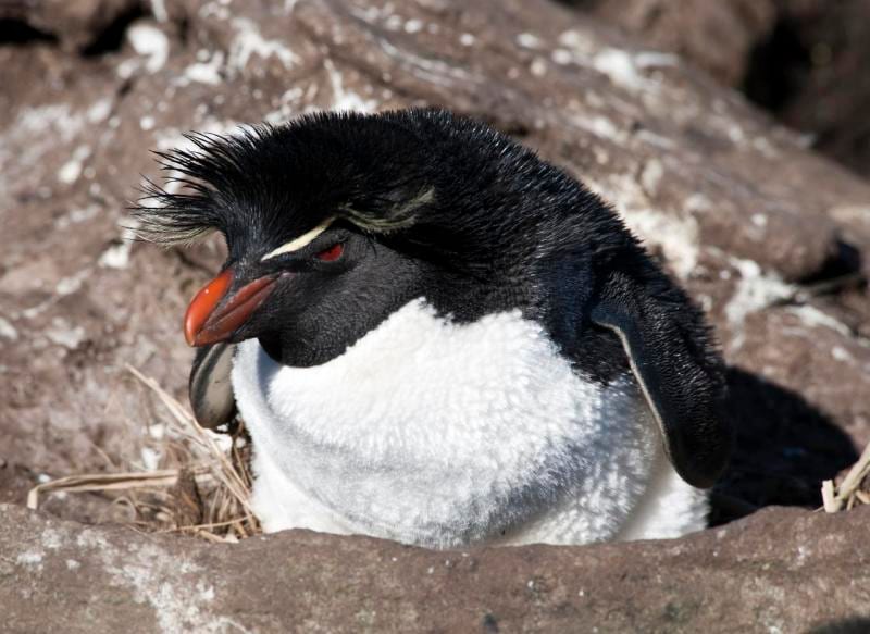 Tučňák skalní jižní - fotografie z Wikimedia Commons