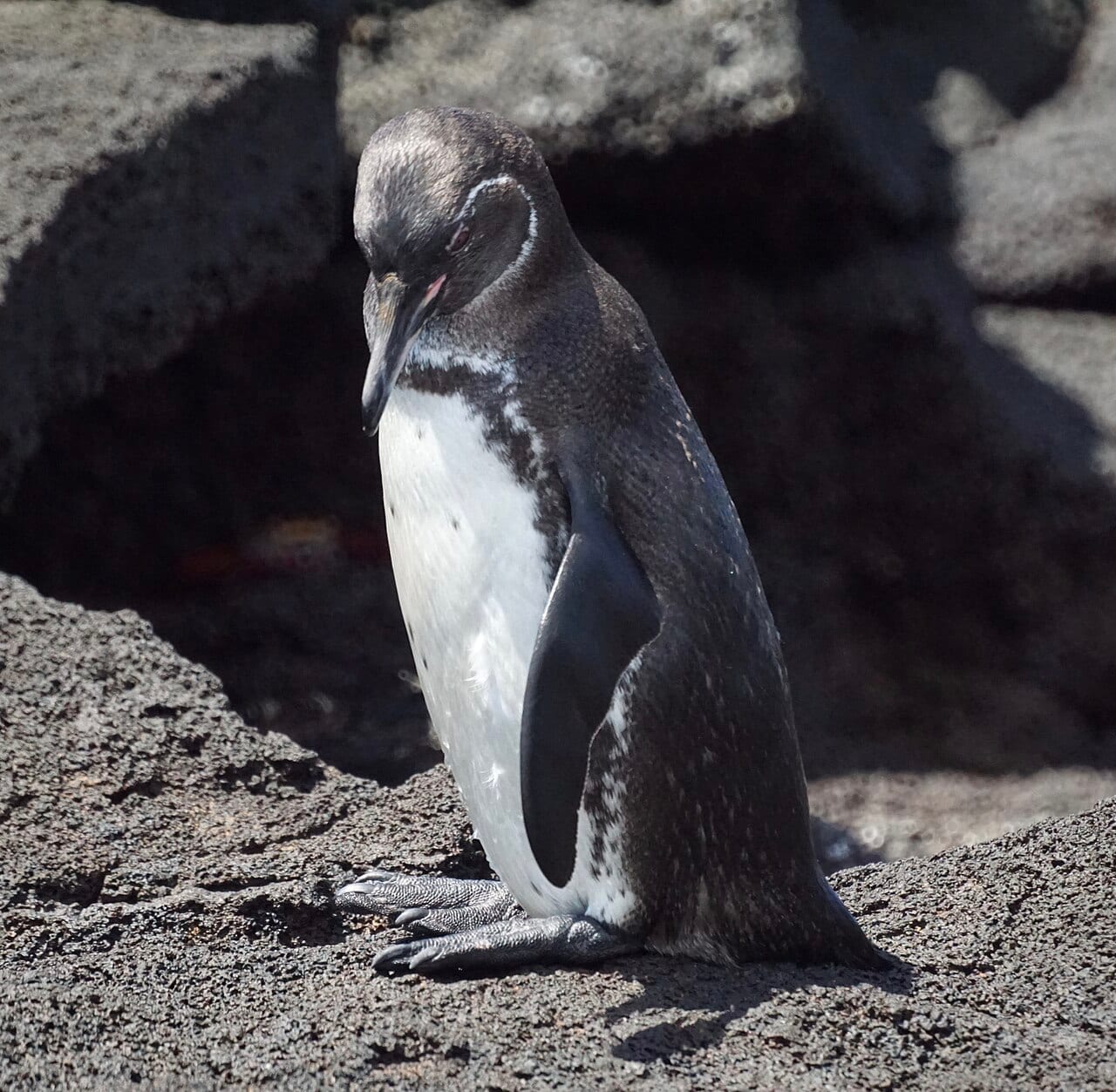 Tučňák galapážský - fotografie z Wikimedia Commons