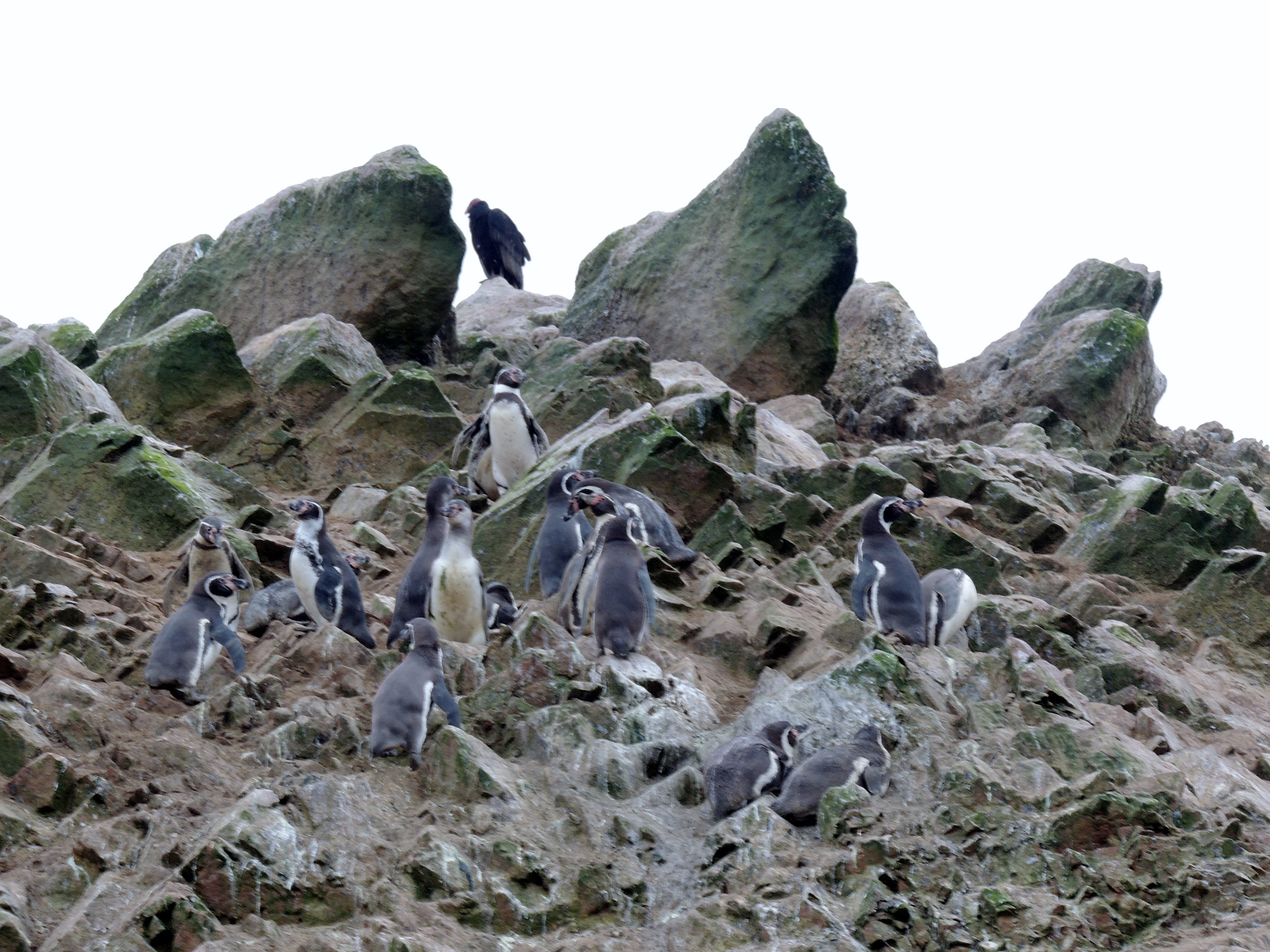 Tučňák Humboldtův na skalnatém ostrově Islas Ballestas u pobřeží Paracas v Peru
