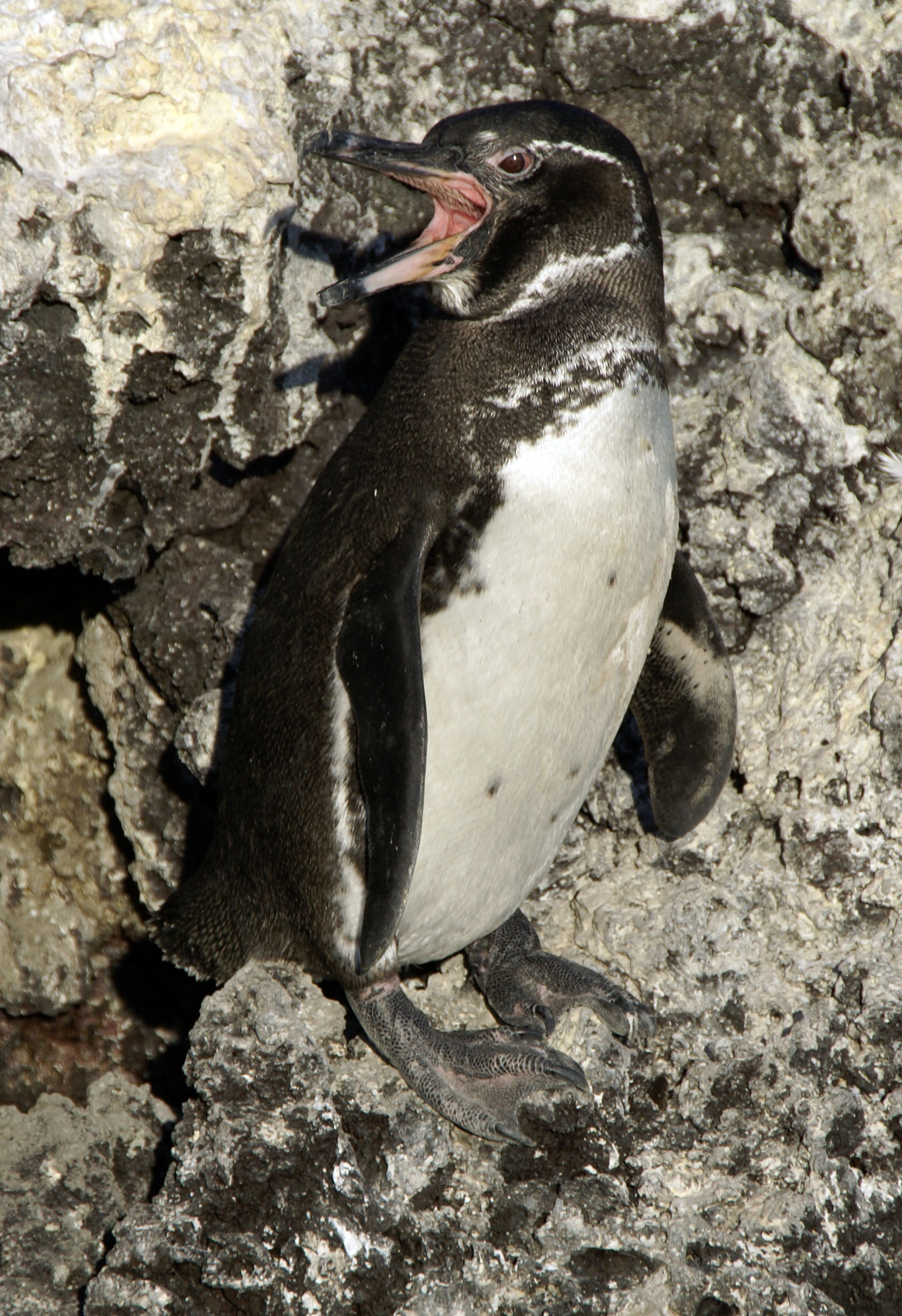 Tučňák galapážský stojící na lávové skále v Elizabeth Bay na ostrově Isabela, Galapágy